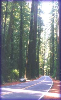 Morgan in the Redwood Forest. Northern California