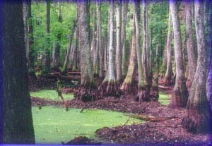 The Mississippi Swamps